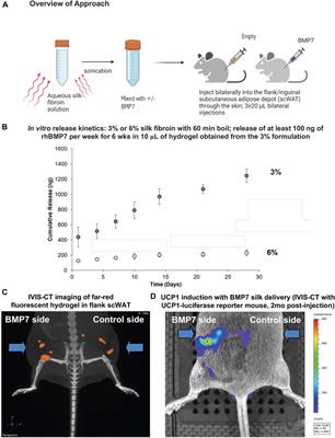 Silk Hydrogel-Mediated Delivery of Bone Morphogenetic Protein 7 Directly to Subcutaneous White Adipose Tissue Increases Browning and Energy Expenditure